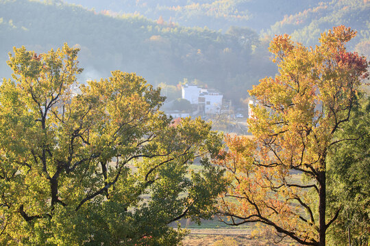 黟县塔川秋色