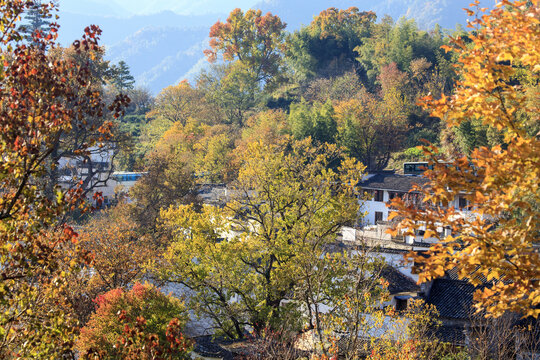 塔川秋色