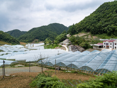 大棚蔬菜