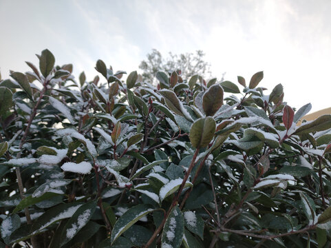 雪后红叶石楠