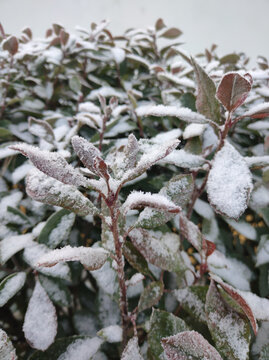 雪后红叶石楠