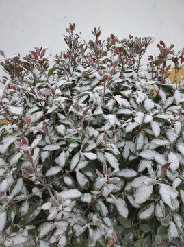 雪中红叶石楠
