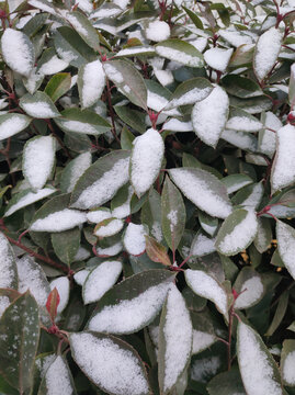 叶子上的雪