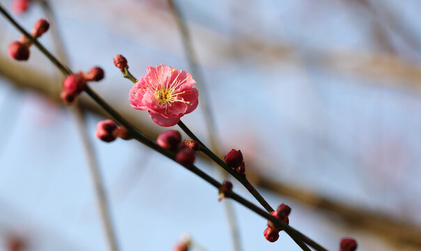 梅花