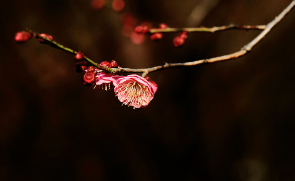 梅花