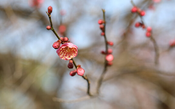 梅花