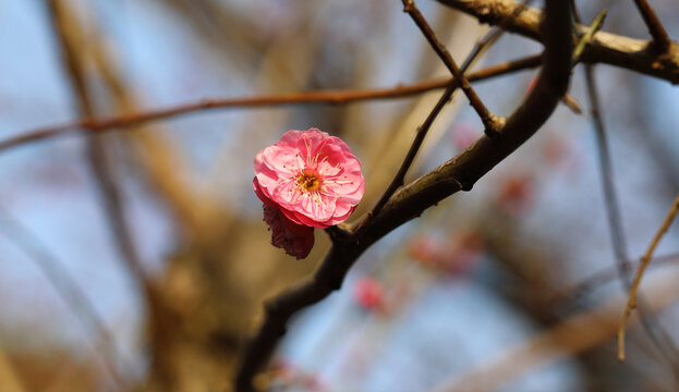 梅花