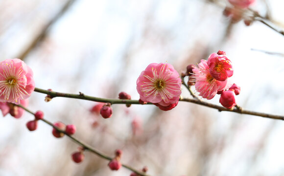 梅花