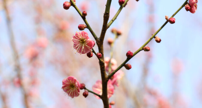 梅花