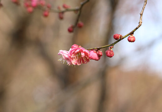 梅花