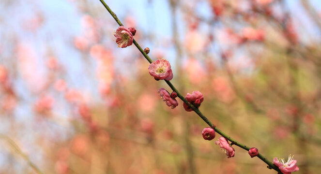 梅花