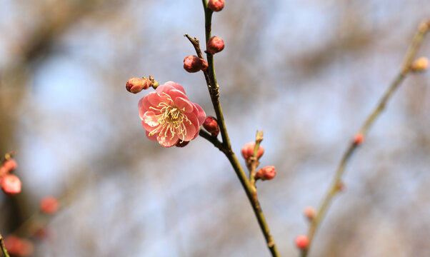 梅花