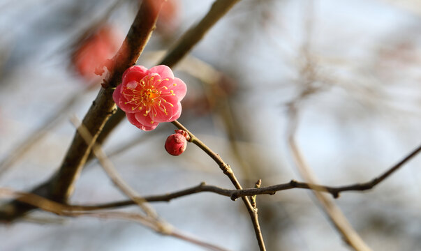 梅花