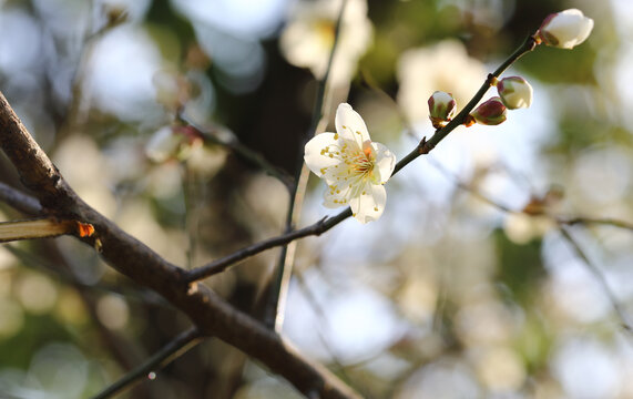 梅花