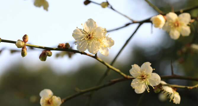 梅花