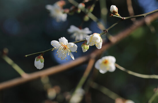 梅花