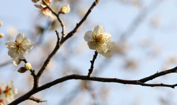 梅花盛开