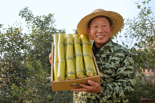 新鲜的黄皮甘蔗