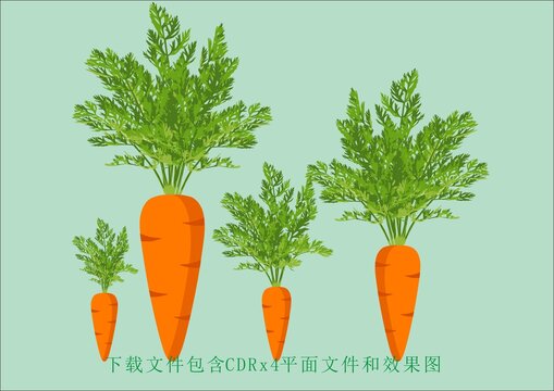 矢量胡萝卜蔬菜植物绿叶