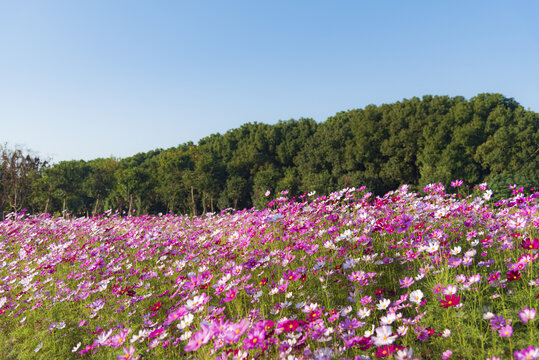 格桑花