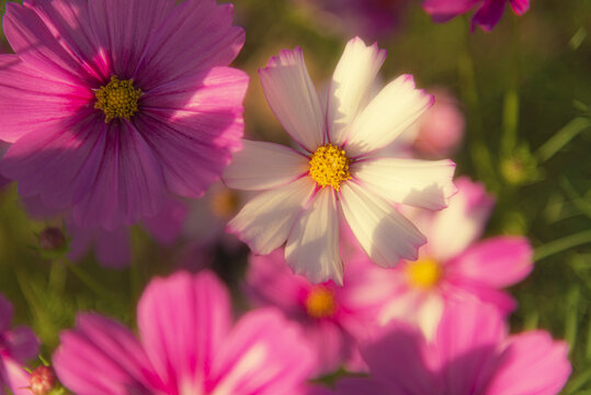 格桑花