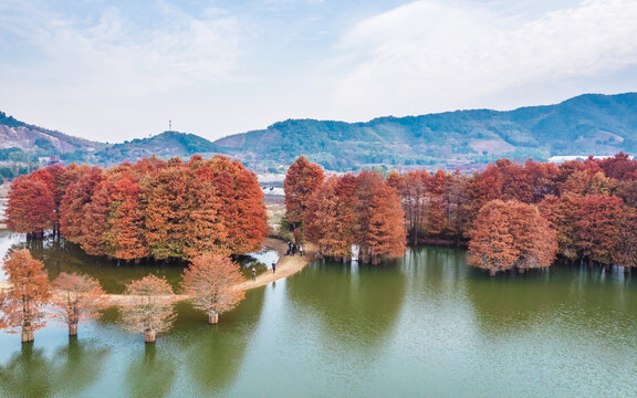 上虞麻岙水库秋日水杉航拍