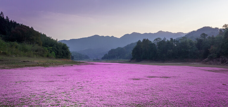 蓼子花海航拍