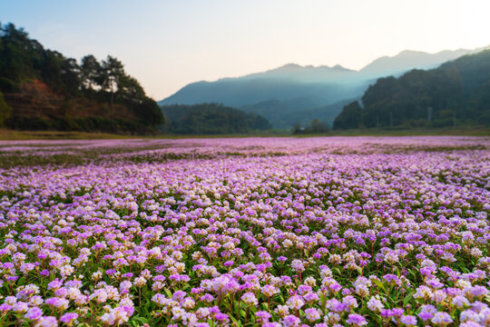 蓼子花海