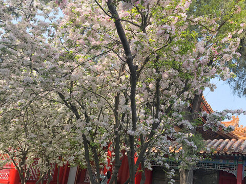 北京故宫春天盛开的樱花