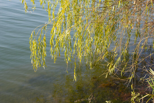 湖边柳树