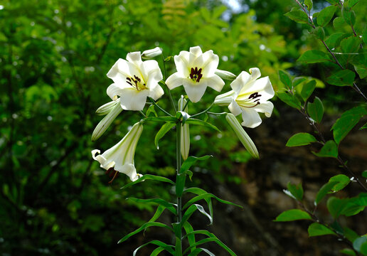 百合花