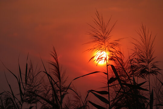 芦花夕照