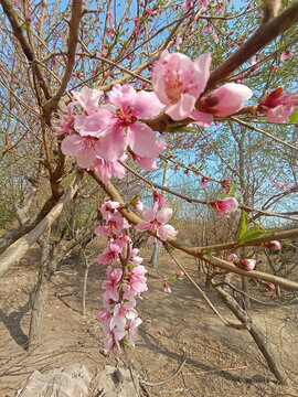 桃花