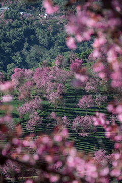 无量山樱花