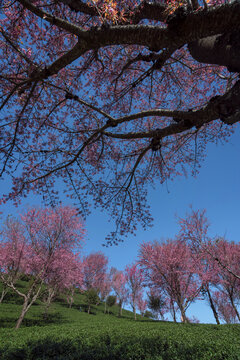 无量山樱花