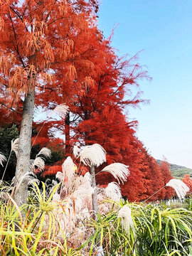 岸边风景