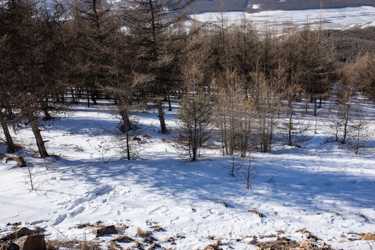 北方雪岭