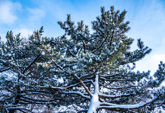 青松傲雪