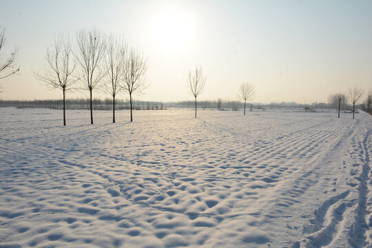 雪原