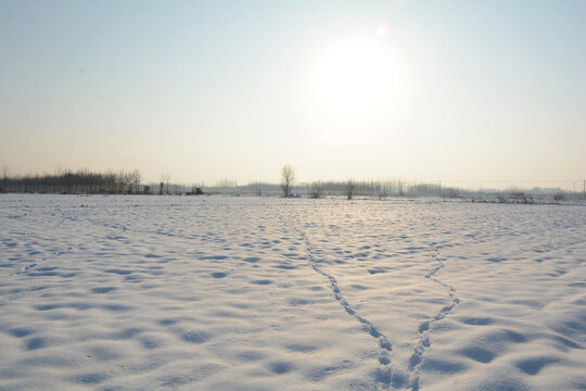 雪地原野