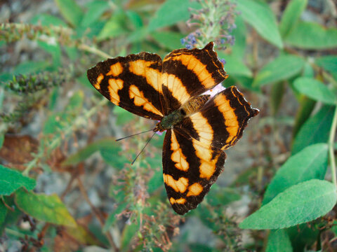 自然生态中的一只散纹盛蛱蝶