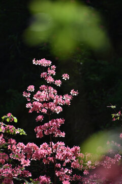 杜鹃花