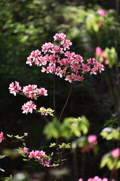 杜鹃花开