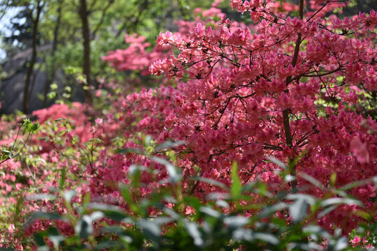 杜鹃花