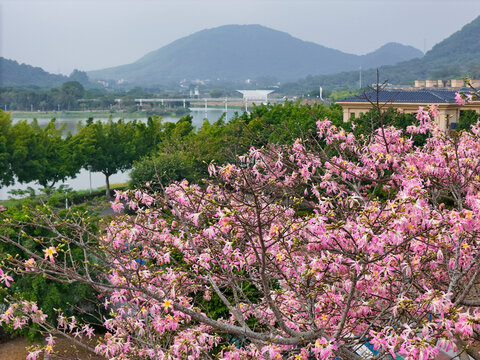 异木棉