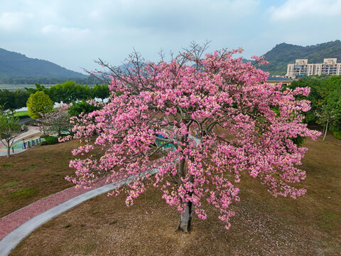 美丽异木棉花