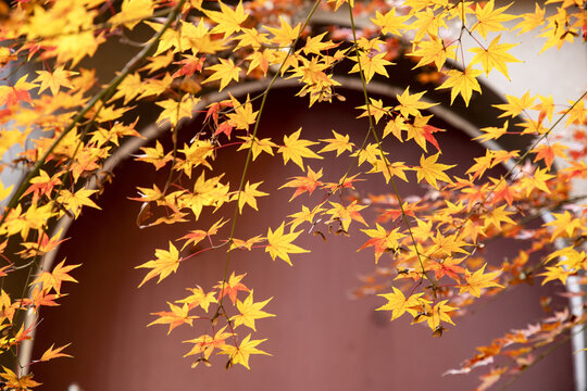 黄色枫树