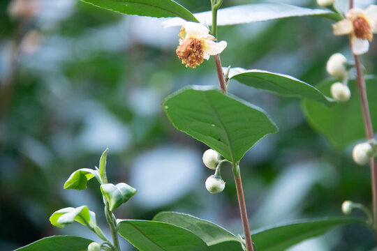 茶花