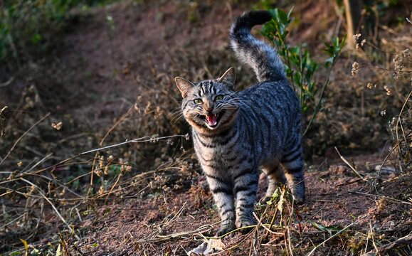 狸花猫