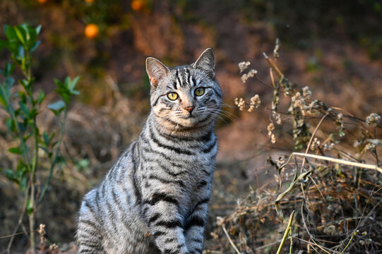 狸花猫